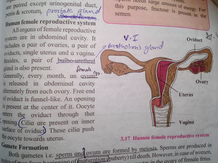 Chapter 7 14 reproductive system