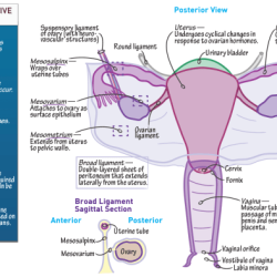 Chapter 7 14 reproductive system