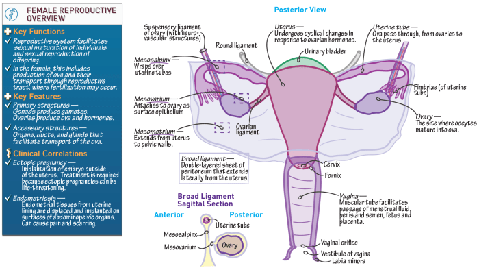 Chapter 7 14 reproductive system