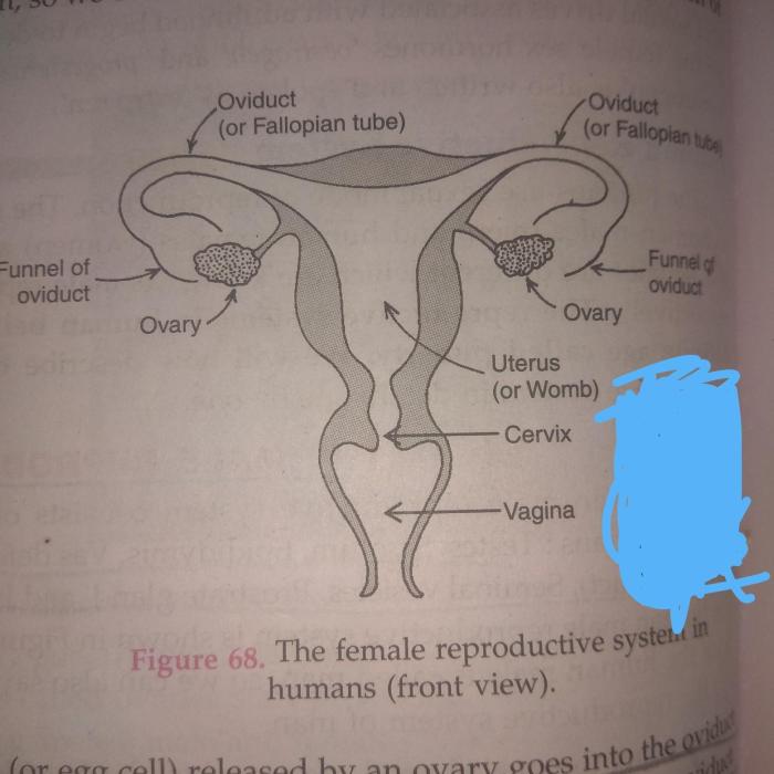 Chapter 7 14 reproductive system