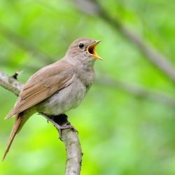 Nightingale luscinia megarhynchos sirhan alenezi