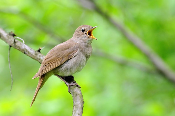 Nightingale luscinia megarhynchos sirhan alenezi