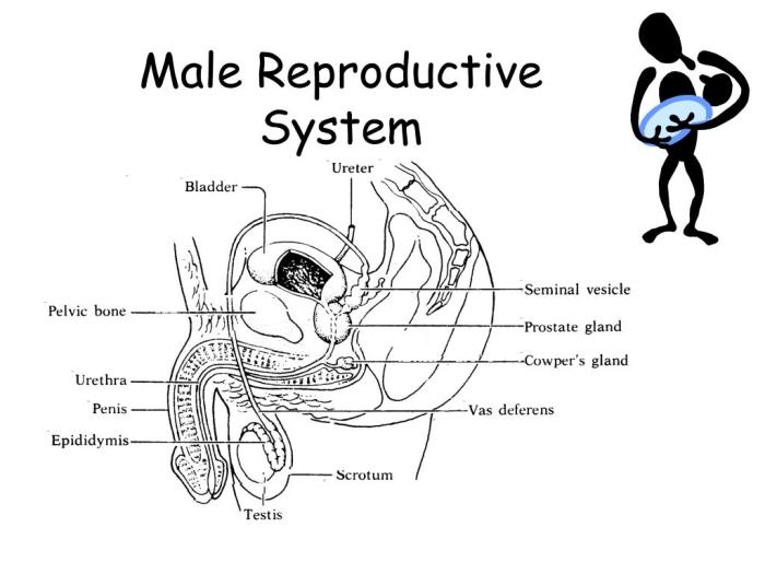 Chapter 7 14 reproductive system