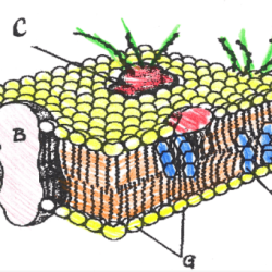 Cell membrane coloring answer key