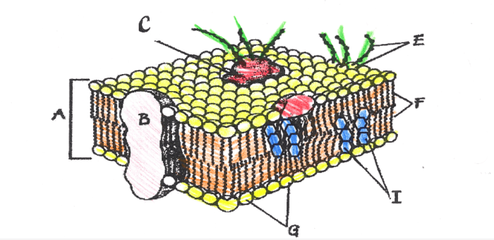 Cell membrane coloring answer key