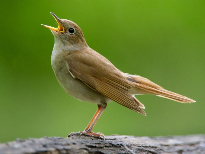 Nightingales male nightingale sing songs