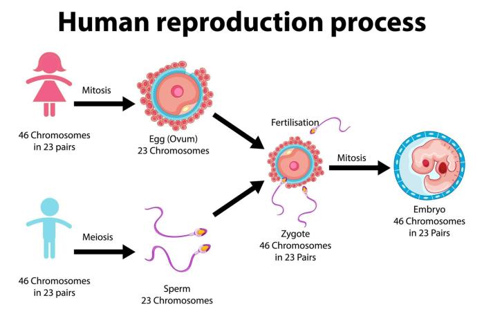 Chapter 7 14 reproductive system