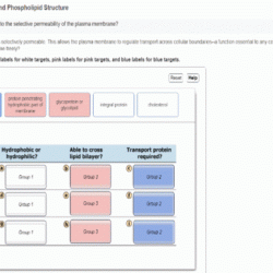 Structure relate plasma membrane does permeability selective phospholipids critical feature answers phospholipid labels part drag transport molecules selectively allows boundaries