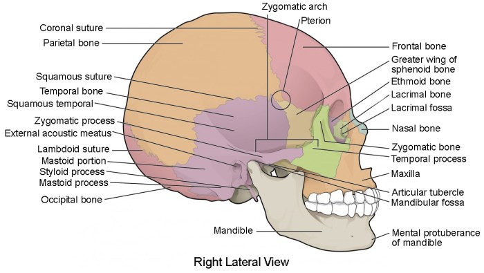 Label the bones of the skull in lateral view