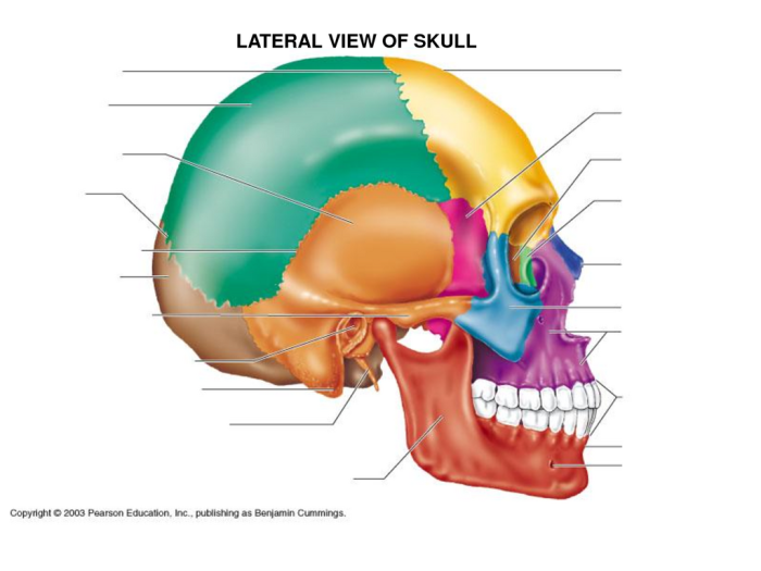 Skull bones facial brain labeled human lateral parts nose orbits structures jaws upper lower houses form other case