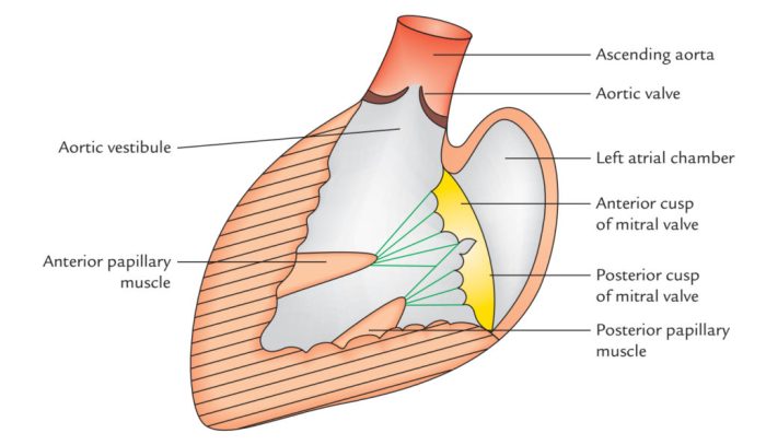 Which structure cannot be visualized in this anatomical model