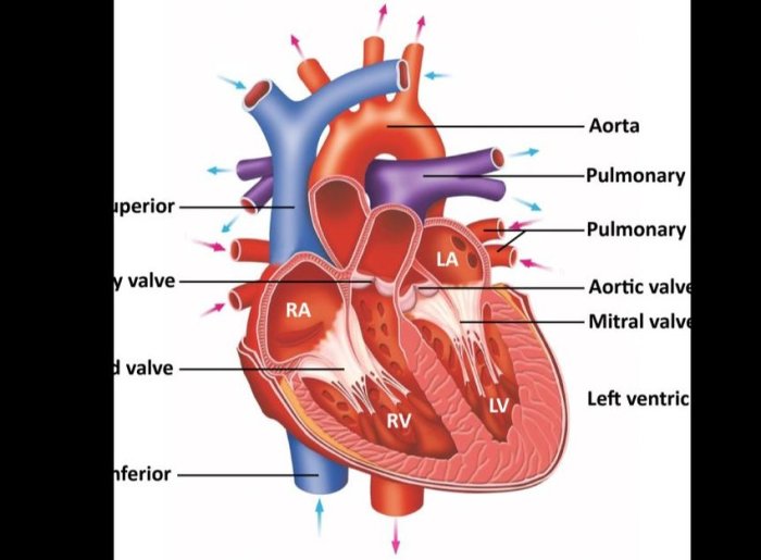 Atrium left anatomy heart ventricle lv la normal right ra rv