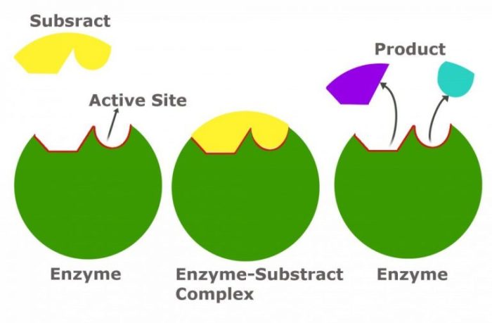 Enzymes enzyme biology enzim energy affecting struktur