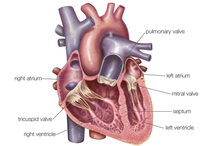 Heart atria anatomy function inner fill section