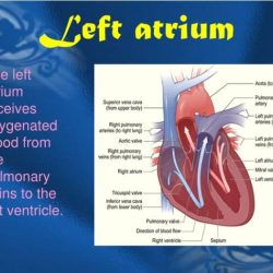 Which structure cannot be visualized in this anatomical model