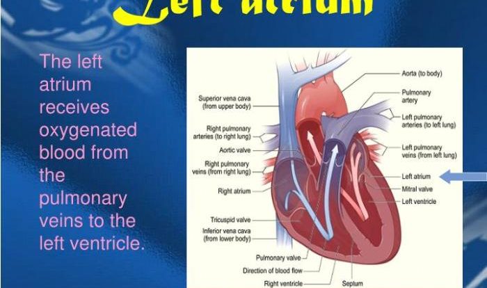 Which structure cannot be visualized in this anatomical model