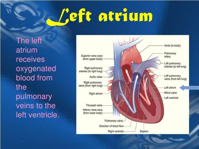 Which structure cannot be visualized in this anatomical model