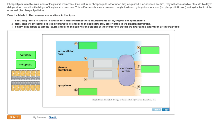 Make connections the plasma membrane and phospholipid structure