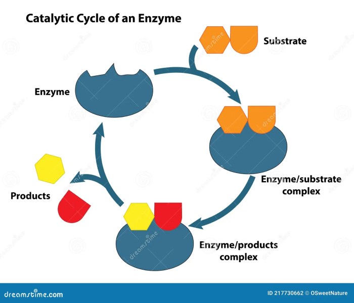 Draw and label an inhibitor affecting an enzyme reaction