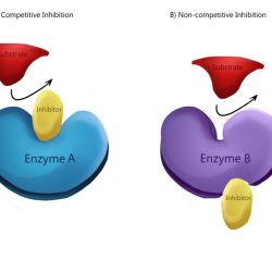 Draw and label an inhibitor affecting an enzyme reaction