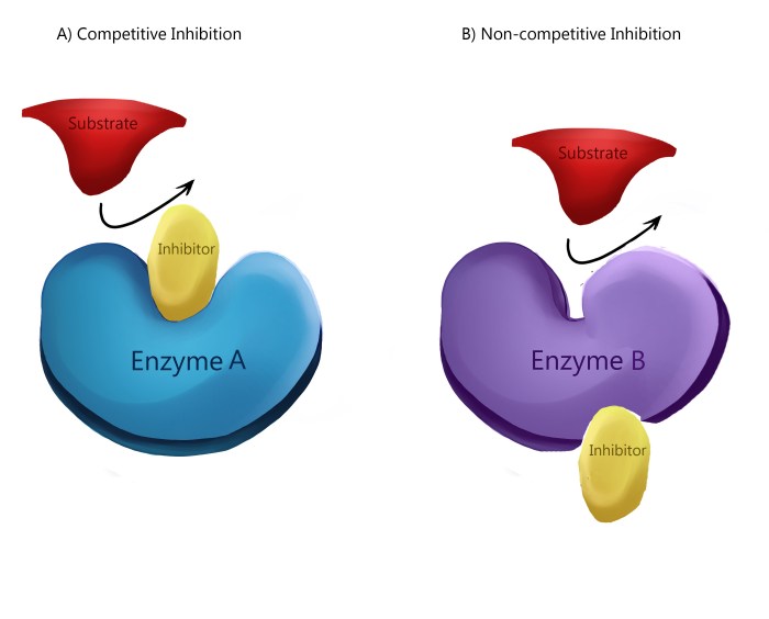 Draw and label an inhibitor affecting an enzyme reaction